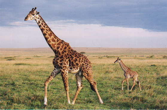 tall-Giraffe